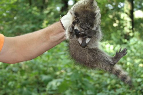 baby raccoon removed by suburban wildlife control